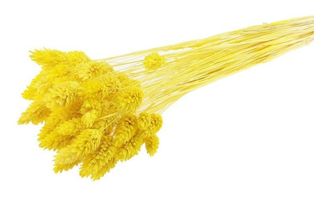 KANAR KOLOR ŻÓŁTY CYTRYNOWY suszona trawa ozdobna Phalaris canariensis mozga kanaryjska