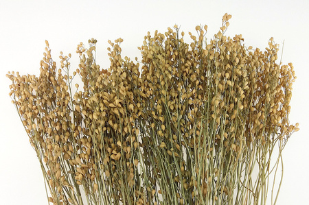 LNIANKA SIEWNA DŁUGI PĘCZEK KOLOR NATURALNY (Camelina sativa) lnicznik siewny suszony niebarwiony dodatek florystyczny susz krajowy na suche bukiety