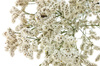 ZATRWIAN KOLOR NATURALNY BIAŁY (Limonium sinensis) suszki ozdobne suche kwiaty na bukiety