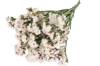 ZATRWIAN WRĘBNY PĘK XL ~80 g KOLOR BIAŁY (Limonium sinuatum) suszki ozdobne naturalne kwiaty suszone na bukiety