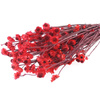 ZŁOCISZEK OSKRZYDLONY KOLOR CZERWONY wiekuistka rozgałęziona (Ammobium alatum) suszki dekoracyjne kwiaty suszone na bukiety